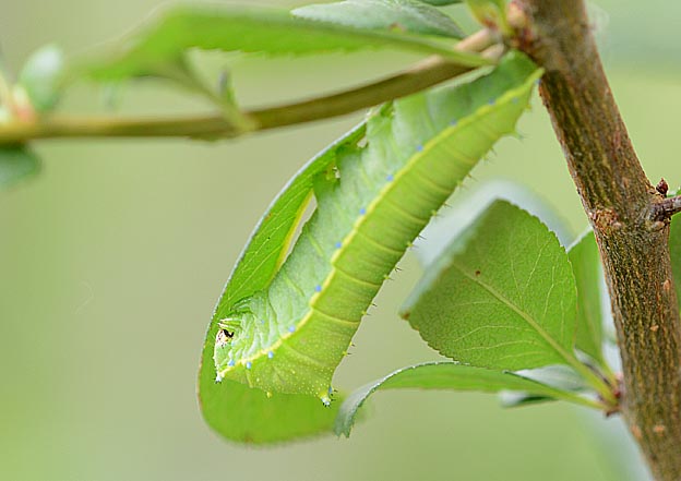 野外での終齢幼虫