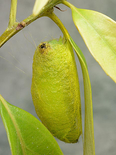 ウスタビガの繭づくり
