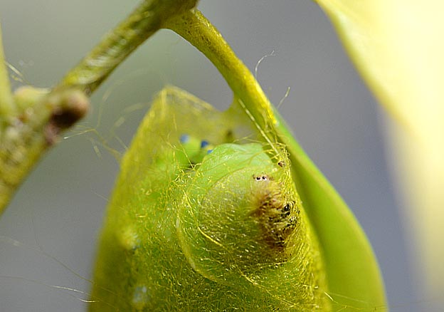 緑の糸をはくウスタビガ