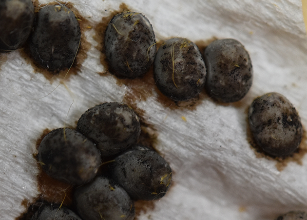 ウスタビガの卵