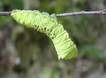 ウスタビガの終齢幼虫