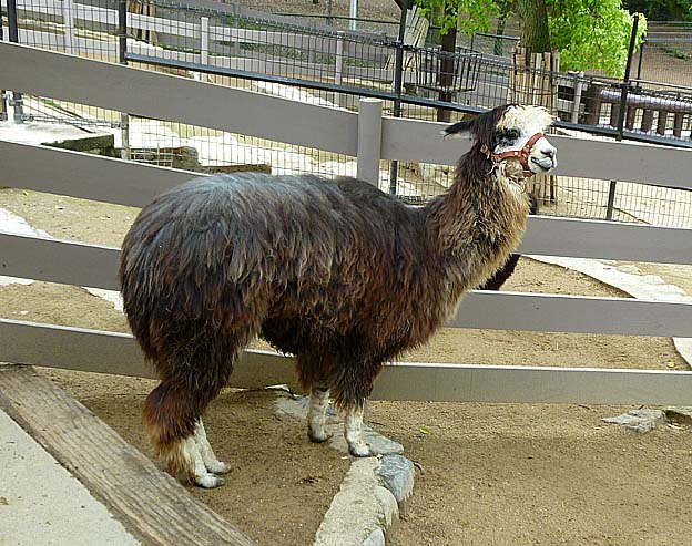五月山動物園のアルパカ