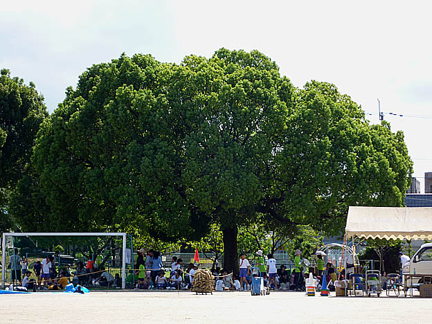 呉服小学校のクスノキ