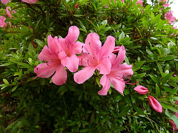 サツキツツジの花の写真