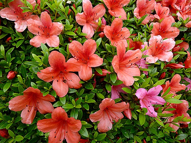 サツキツツジの花