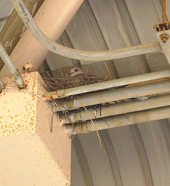 巣の中のキジバト