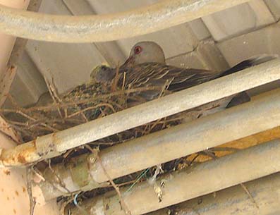 キジバトの親と雛