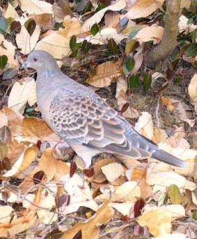 林床で餌を探すキジバト
