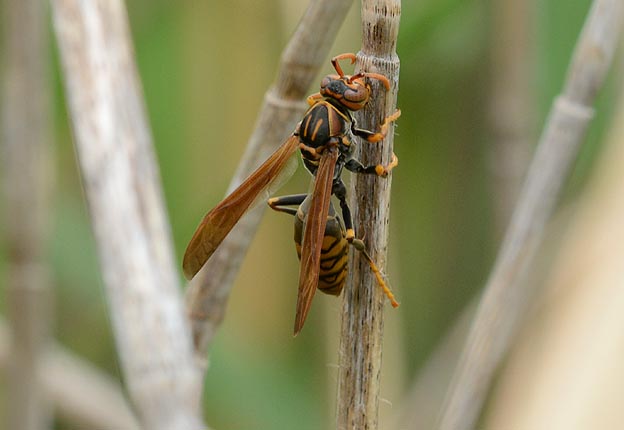 巣の材料を集めるセグロアシナガバチ