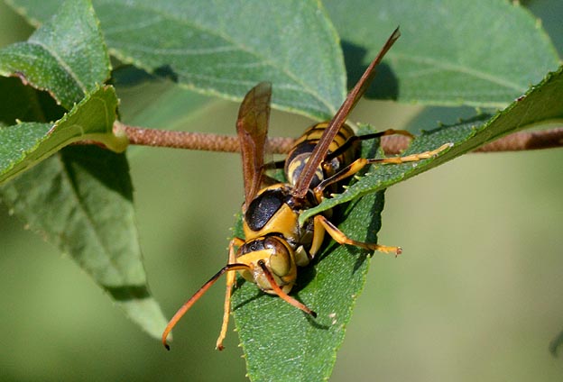 キアシナガバチのオス
