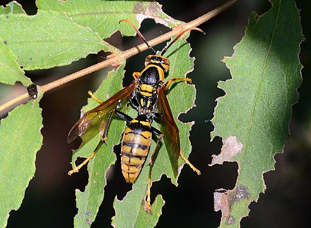 キアシナガバチのオス