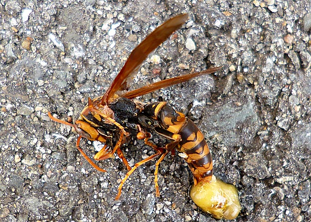 死んでいたセグロアシナガバチ