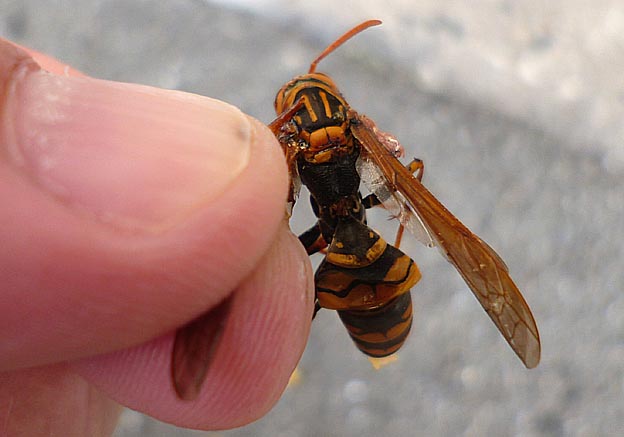 落ちていたセグロアシナガバチ