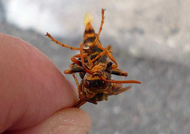 落ちていたセグロアシナガバチ