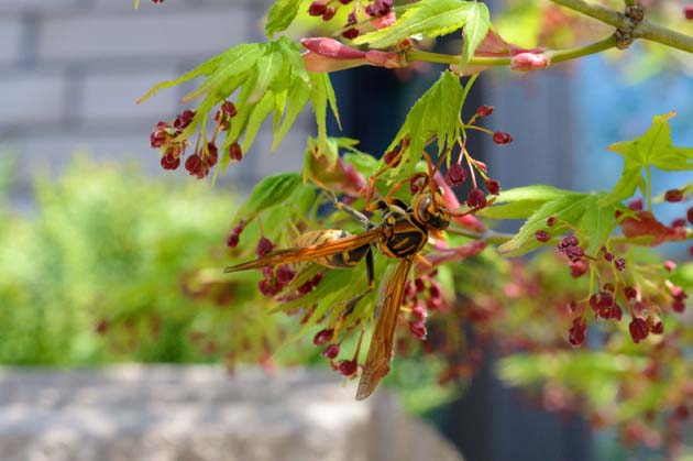 カエデの蜜に来たセグロアシナガバチ