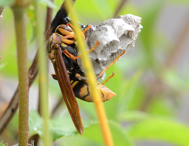 セグロアシナガバチの巣作り
