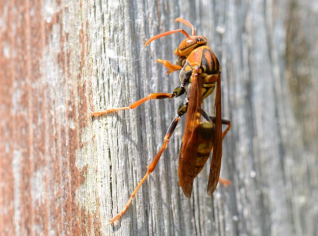 キアシナガバチの巣材集め