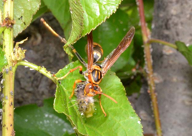 毛虫を襲うセグロアシナガバチ