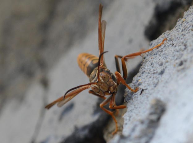 セグロアシナガバチのオスの写真