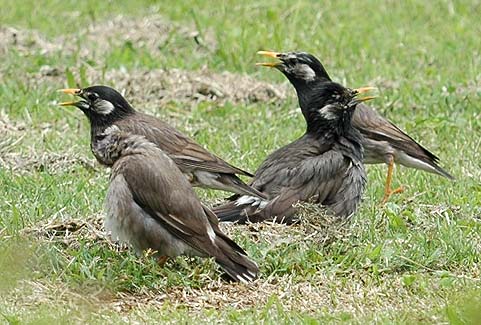 ムクドリの写真