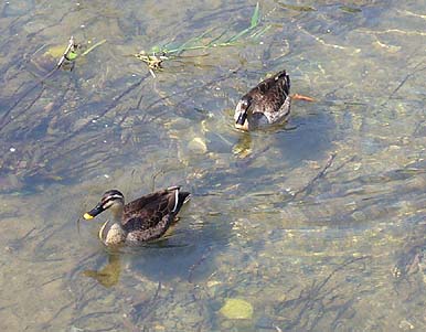 カルガモのペア