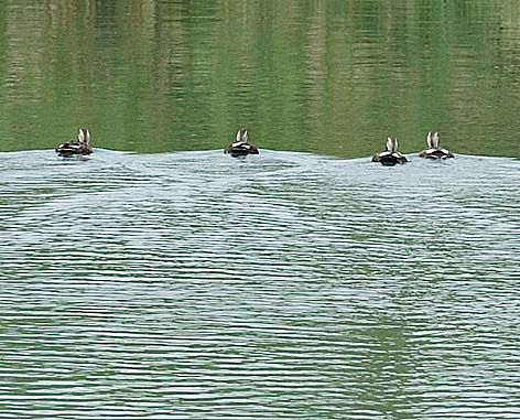 そっちに行かないで