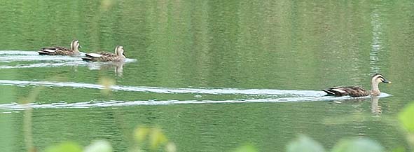 下流からやってきたカルガモ