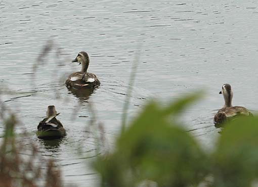 足元からカルガモが出てきました