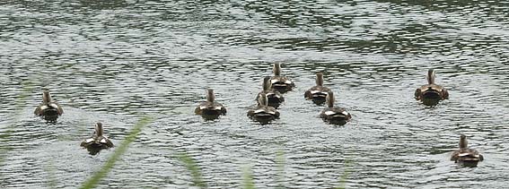 10わのカルガモの群れです