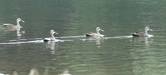 4わのカルガモの群れです