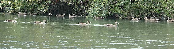 カルガモの群れが交差します