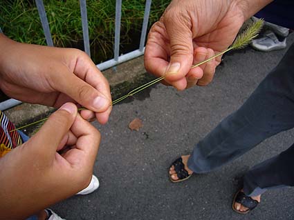 エノコログサの草相撲…1