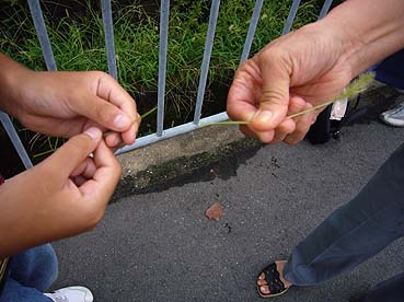 エノコログサの草相撲…2