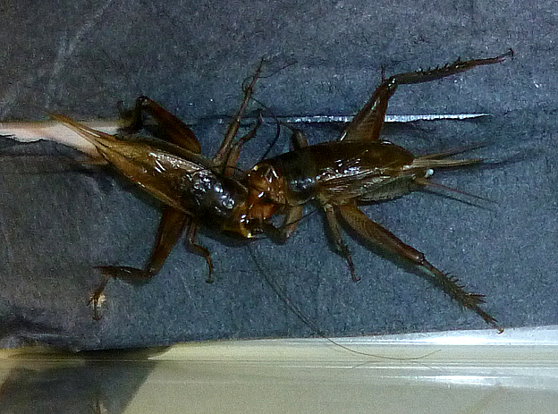 エンマコオロギの戦い