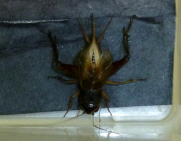 勝って鳴くエンマコオロギのオスむ