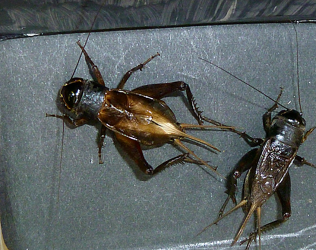 オスにせまるオスのエンマコオロギ