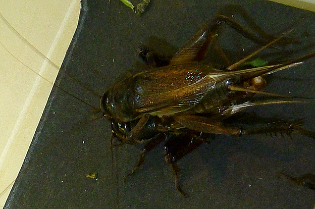 交尾を始めたエンマコオロギ