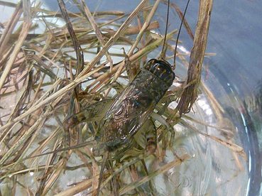 ツヅレサセコオロギ