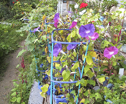 酸性雨とアサガオ