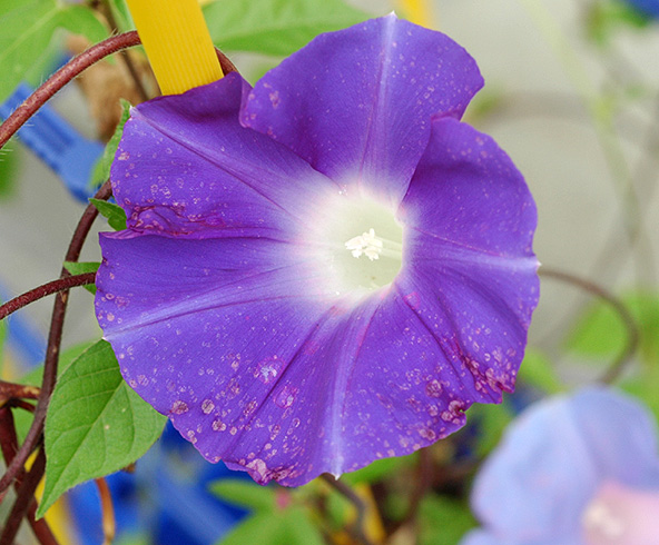 酸性雨の影響をうけたアサガオの写真