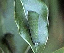 アオスジアゲハ