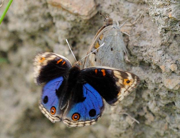 交尾をしようとするアオタテハモドキ