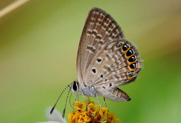 タイワンヒメシジミの写真