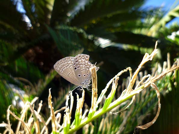どこにでもいるクロマダラソテツシジミ