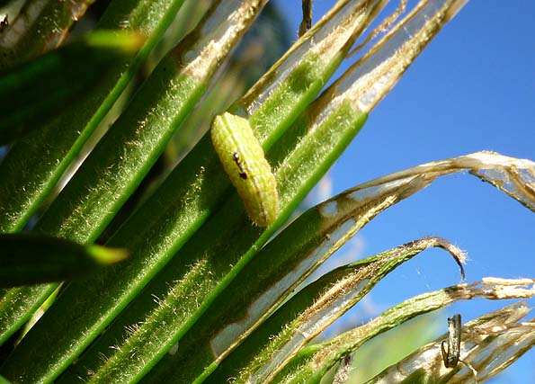 クロマダラソテツシジミの幼虫
