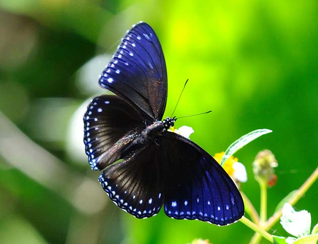 ヤエヤマムラサキのメス