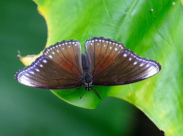 ヤエヤマムラサキのオス