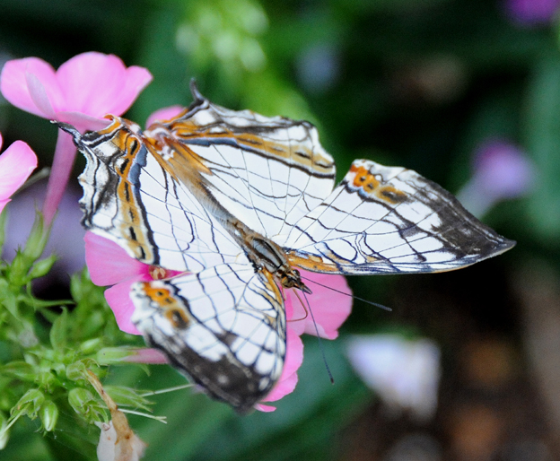昆虫館のイシガケチョウ