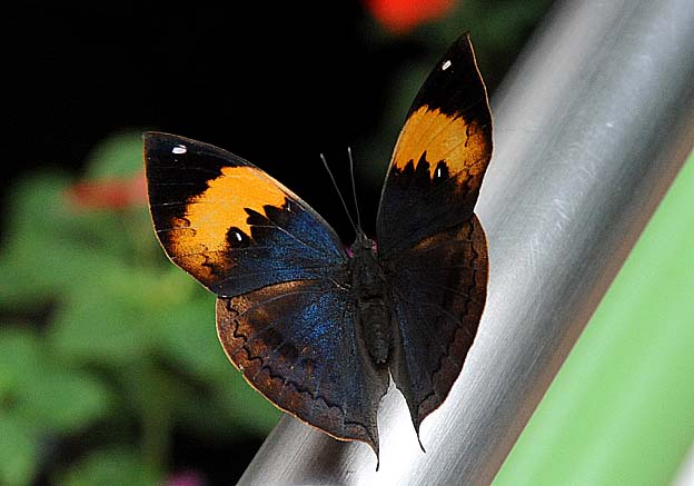 翅を開いたコノハチョウ