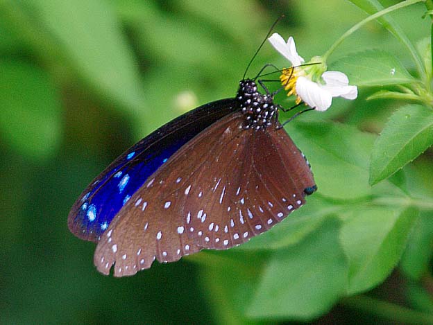 吸蜜中のツマムラサキマダラのオス